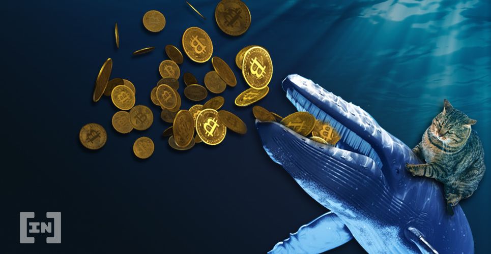 baleia bitcoin