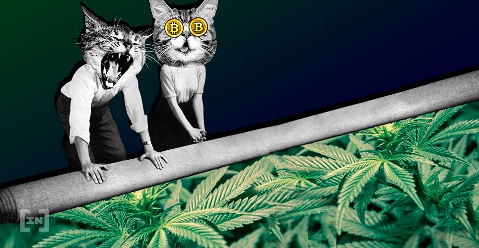 As Ações de Cannabis São um Bom Investimento em Comparação Com as Criptomoedas?