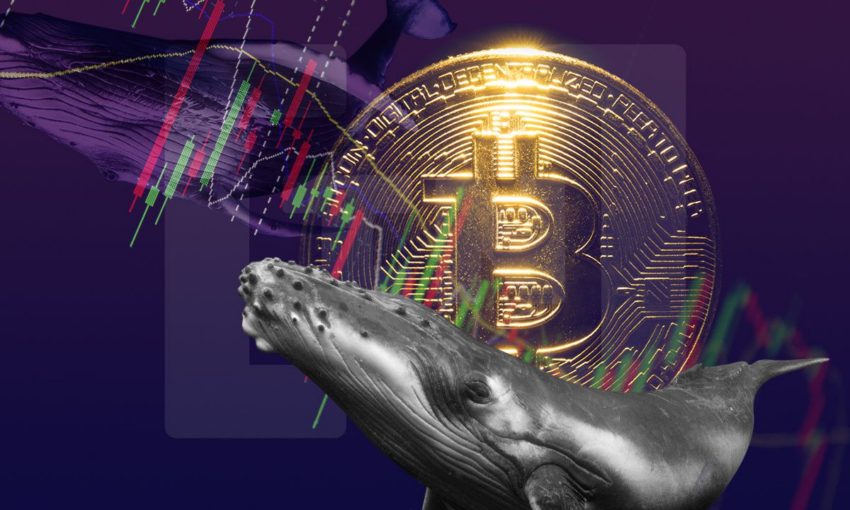 Bitcoin em posse de baleias atinge mínima de três anos
