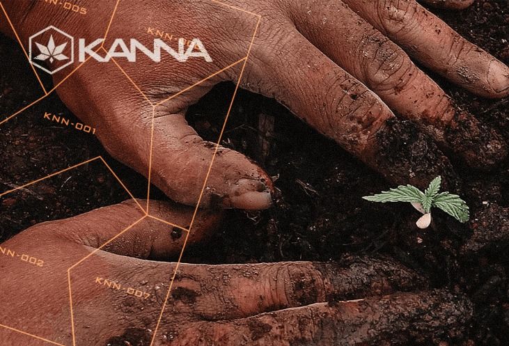 Cripto do Bem: recuperar o planeta através do plantio de cannabis com blockchain? Conheça a Kanna
