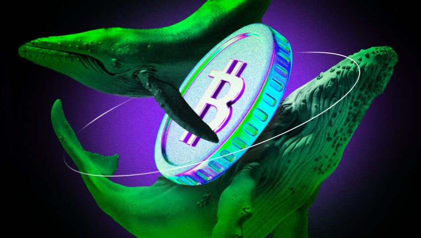 Baleias acumulam 3 bilhões de dólares em Bitcoin e preocupam o mercado
